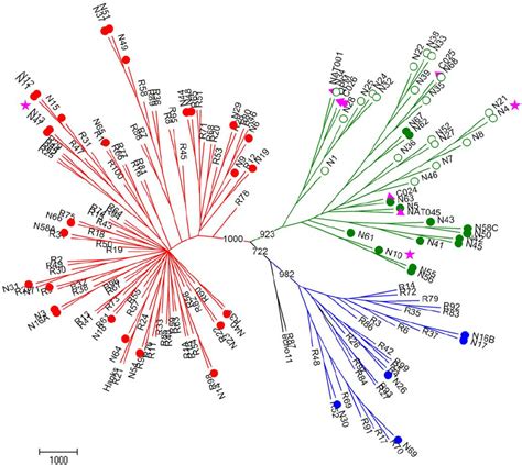 Phylogenetic Tree Depicting Relationships Between Known And Novel HRVs