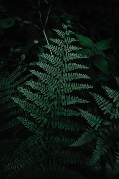 Leaves Plant Macro Fern Carved HD Phone Wallpaper Pxfuel