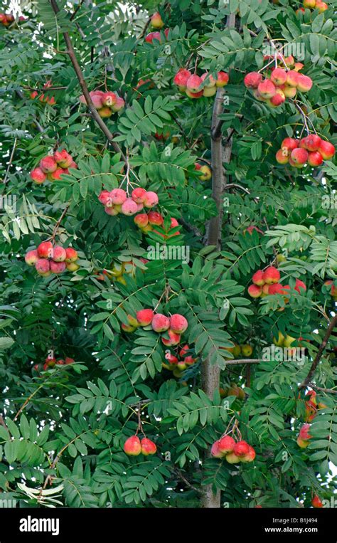 Echter Speierling Sorbus Domestica Sossenheimer Riesen Frucht Am