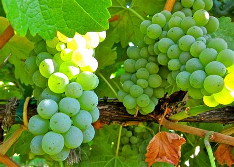 VARIETAL FOCUS: SAUVIGNON BLANC | Lodi Growers