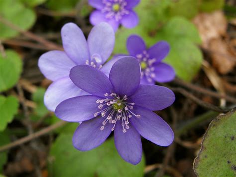 PRZYLASZCZKA POSPOLITA TROJANEK HEPATICA NOBILIS SYN HEPATICA