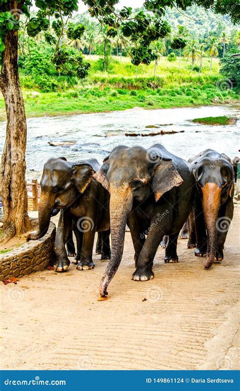 Elephants in the Pinnawala Elephant Orphanage Come from Bathing. Stock ...