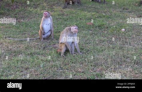 Monkey hierarchy Stock Videos & Footage - HD and 4K Video Clips - Alamy