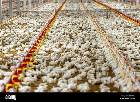 Chicken automatic feeding in close farm, temperature and light control ...