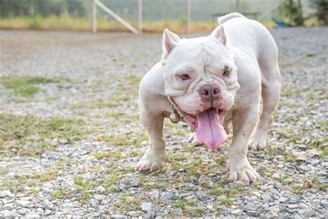 Exotic Bully Dog: 10 Must Know Facts - Marvelous Dogs