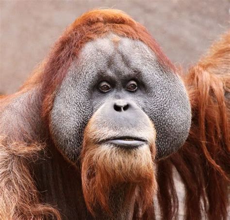 Male Borneo Orangutan Face 600 600×577