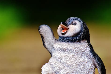 images bird sweet animal cute wildlife dance beak fauna