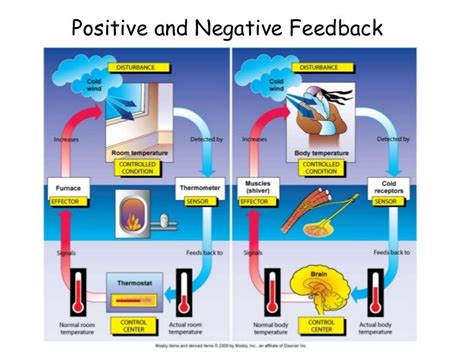 Introduction To Environmental Science Negative Positive Feedback Loops Images