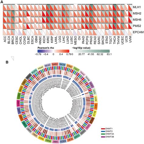 Comprehensive Prognostic And Immunological Analysis Of Cullin2 In Pan