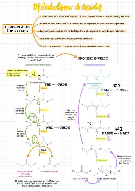 Metabolismo de lípidos uDocz