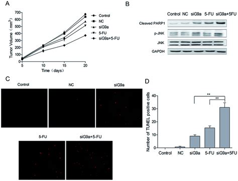 Knockdown Of G A Inhibited Gastric Tumor Xenograft Growth In Vivo A