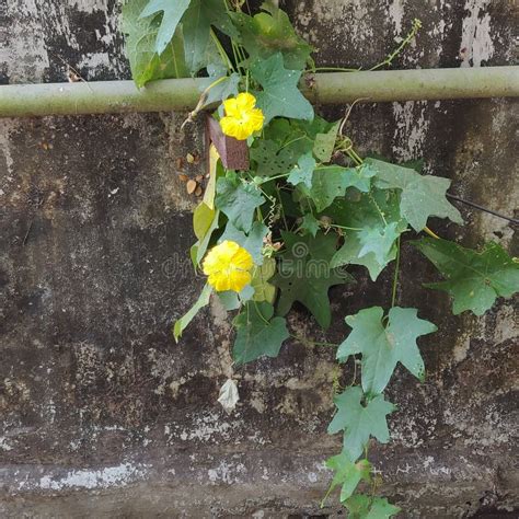 A Herb and a Flower of Luffa Operculata, Raigad Stock Image - Image of ...