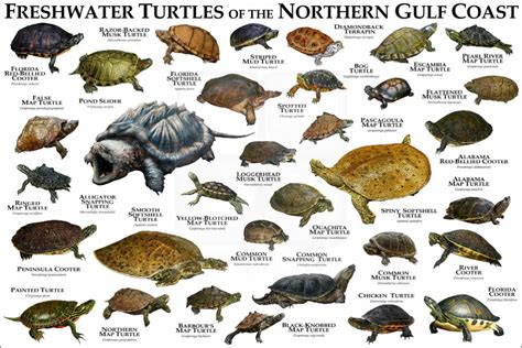 Freshwater Turtles Of The Northern Gulf Coast Poster Print Freshwater