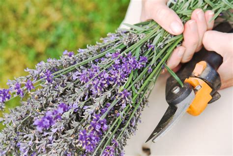 Como Podar Lavanda Passos Per Odo Certo De Fazer