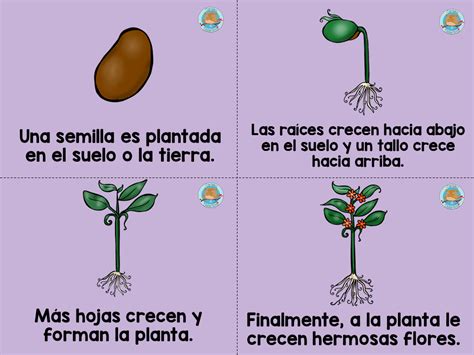 Ciclo Vital De La Planta En Con Imagenes Ciclos De Vida De Las