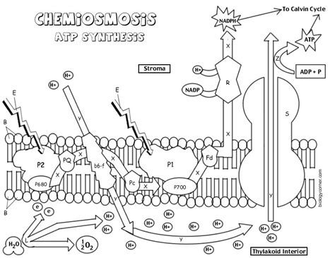 Chemiosmosis And Atp Synthase