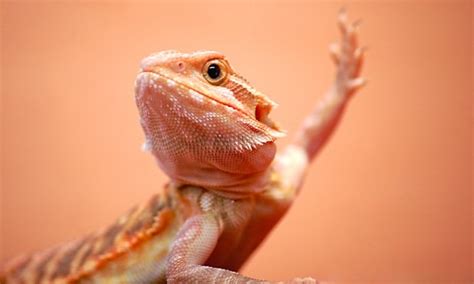 Bearded Dragon Behavior Information - Reptile.Guide