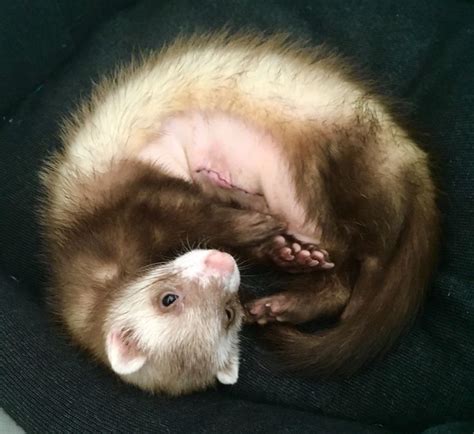 Pin By Rihan I Wong V On Hurones Cute Ferrets Funny Ferrets Pet