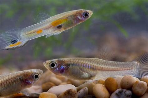 6 peces vivíparos ejemplos y características Descubre qué son