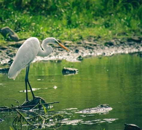 What is coastal taipan animal? - animala-z.com