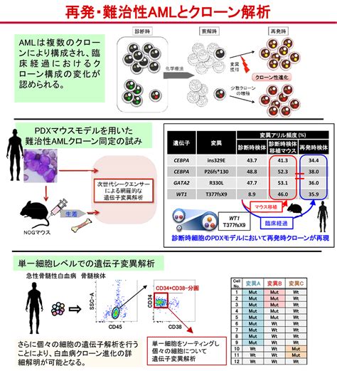 分子病態解明・標的治療開発｜研究について｜名古屋大学大学院医学系研究科 血液・腫瘍内科学