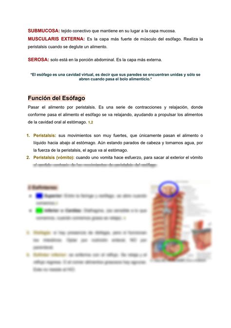 SOLUTION Esófago Fisiología y Anatomía Sistema Digestivo Studypool