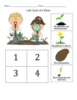 Plant Life Cycle Worksheet by Miss Robinson's Fab First | TpT