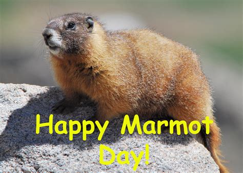 Happy Marmot Day! by Uranimated18 on DeviantArt