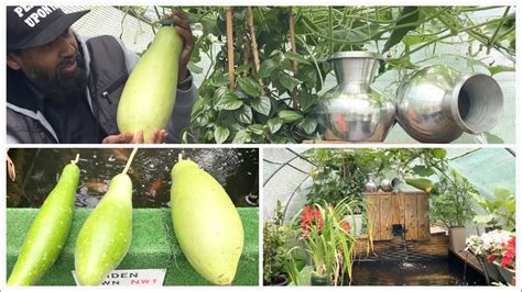 Harvesting My First Bottle Gourdsbangla Lau Kodu Bottle Gourds