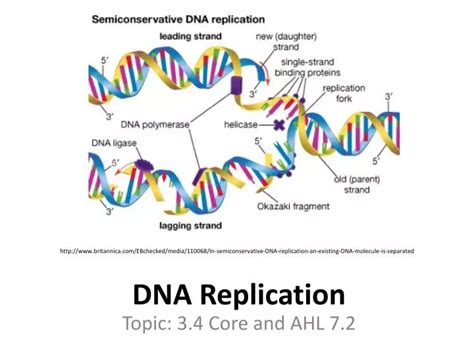 Ppt Dna Replication Powerpoint Presentation Free Download Id2205923