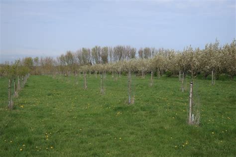 Orchard South Of Over Hugh Venables Cc By Sa Geograph Britain