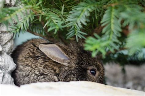 Feuerwerk Auswirkungen Auf Natur Tiere Und Umwelt GoNature Blog