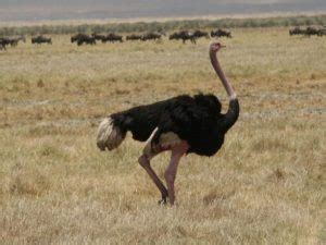 Ostrich Facts For Kids | Ostrich Diet & Habitat