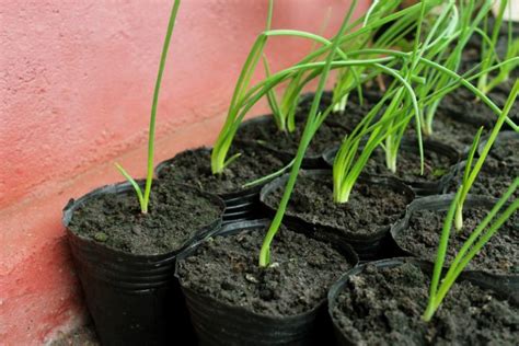 Onion Growing Tips, Tricks, and Secrets | Gardening Tips