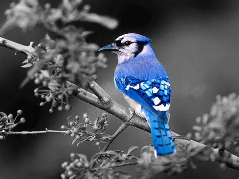 Blue Jay Wallpapers - Wallpaper Cave