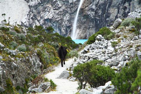 Huascarán - Mountain Field Guide