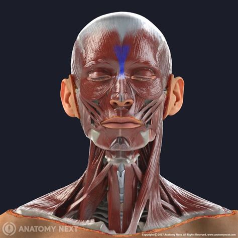 Procerus | Encyclopedia | Anatomy.app | Learn anatomy | 3D models ...