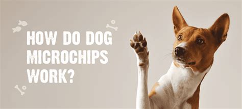 Why Microchipping Your Dog Is A Must 5 Benefits And Process Explained