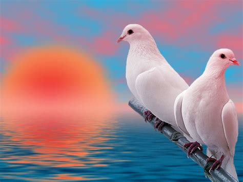 Cool Animals Pictures White Dove Background Wallpapers For Your Computer