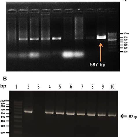 A Confirmation Of Putative Transgenic Cotton Plants Through Asal