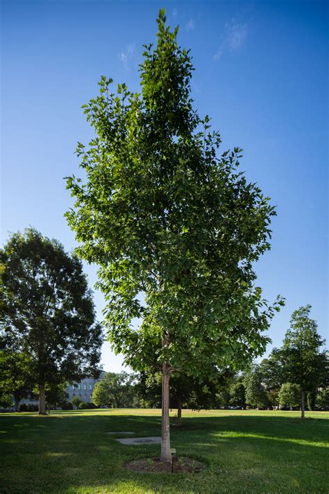 What to expect when you call lewis tree service 10