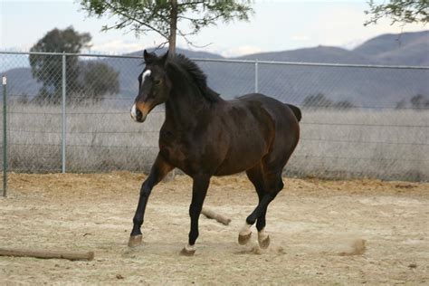 Bay Thoroughbred Gelding at Liberty by HorseStockPhotos on DeviantArt