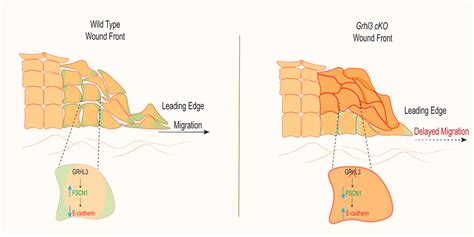 The Grhl3 Fscn1 E Cadherin Pathway During Wound Front Keratinocyte Download Scientific Diagram