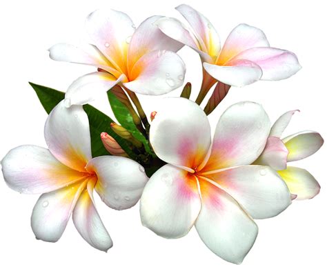 Pink Frangipani Exotic Flower Beautiful Nature Png