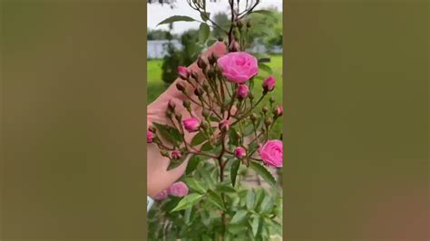 Отзыв покупателя о покупке Розы Хевенли Пинк - YouTube
