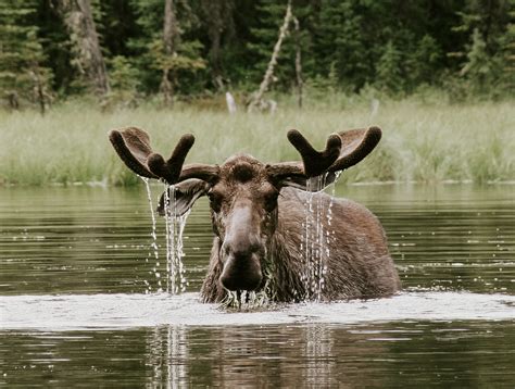 Canadian Moose Fair Chase Free Range Hunt — Scoop Lake Outfitters