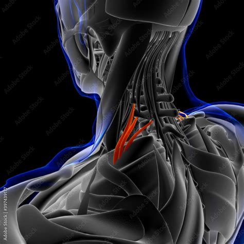 Scalenus Posterior Muscle Anatomy For Medical Concept 3d Illustration Stock Illustration Adobe