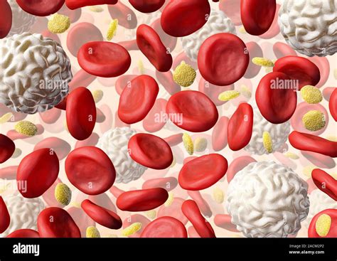 Le Cellule Del Sangue Computer Grafica Che Mostra I Globuli Rossi