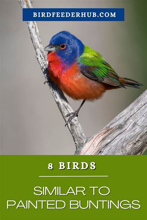 Of The Most Colorful Birds Of North America With Pictures Artofit