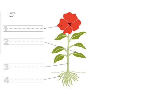 New Plants Diagram Diagram Quizlet